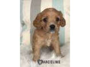 Cavapoo Puppy for sale in Aiken, SC, USA