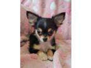 Chihuahua Puppy for sale in Newport, ME, USA