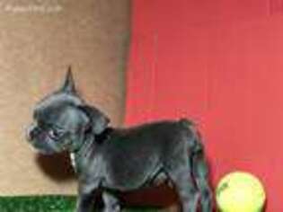 French Bulldog Puppy for sale in Uniondale, NY, USA