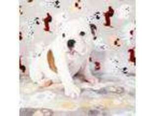 Bulldog Puppy for sale in Colorado Springs, CO, USA