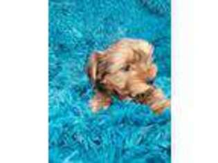 Yorkshire Terrier Puppy for sale in Galivants Ferry, SC, USA