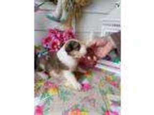 Collie Puppy for sale in Ozark, IL, USA