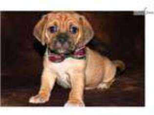 Puggle Puppy for sale in Sioux City, IA, USA