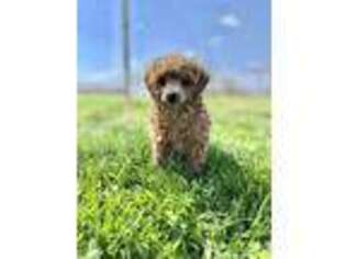 Mutt Puppy for sale in Oblong, IL, USA