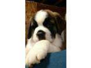 Saint Bernard Puppy for sale in Van Buren, IN, USA