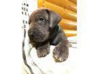 Great Dane Puppy for sale in Collins, MO, USA