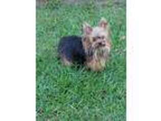 Yorkshire Terrier Puppy for sale in Foley, AL, USA