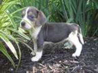 Beagle Puppy for sale in Womelsdorf, PA, USA