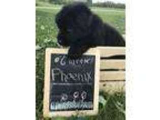 German Shepherd Dog Puppy for sale in Lima, OH, USA