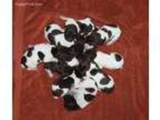 German Shorthaired Pointer Puppy for sale in Rotonda West, FL, USA