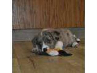 Cardigan Welsh Corgi Puppy for sale in Riverbank, CA, USA