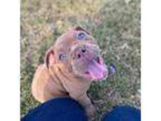 Olde English Bulldogge Puppy for sale in Conway, AR, USA