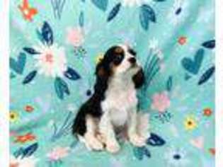 Cavalier King Charles Spaniel Puppy for sale in Peru, IL, USA