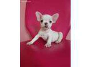 French Bulldog Puppy for sale in Lynn, MA, USA