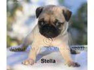 Pug Puppy for sale in Portland, OR, USA