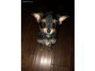 Yorkshire Terrier Puppy for sale in Sturtevant, WI, USA