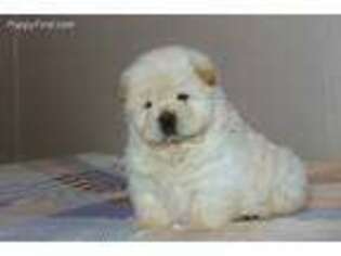 Chow Chow Puppy for sale in Deerfield Beach, FL, USA