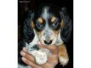 Dachshund Puppy for sale in Spencer, WI, USA