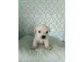 West Highland White Terrier Puppy for sale in Jacksonville, FL, USA