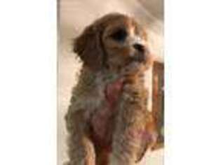 Cavapoo Puppy for sale in Montpelier, IN, USA