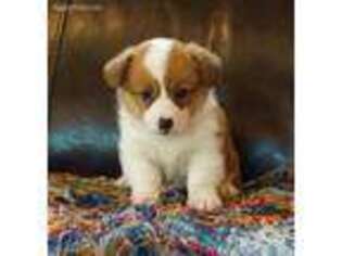 Pembroke Welsh Corgi Puppy for sale in Macon, MS, USA
