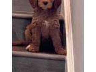 Goldendoodle Puppy for sale in Lowell, NC, USA