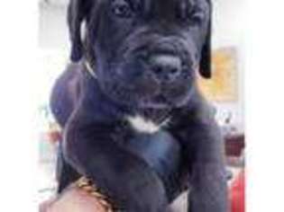 Cane Corso Puppy for sale in East Setauket, NY, USA