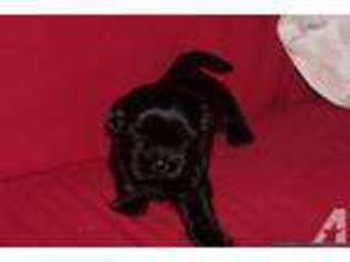 Mutt Puppy for sale in RIPON, WI, USA
