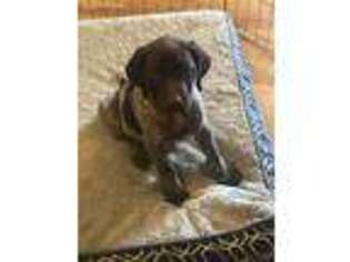 German Shorthaired Pointer Puppy for sale in Powhatan, VA, USA