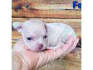 Chihuahua Puppy for sale in Poteau, OK, USA