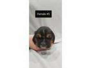 Basset Hound Puppy for sale in Danville, IN, USA