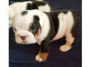 Bulldog Puppy for sale in Hampstead, MD, USA