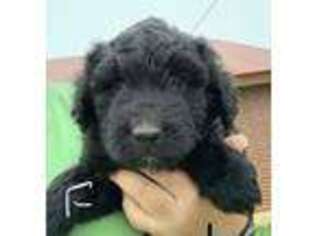 Mutt Puppy for sale in Clinton, OK, USA