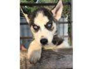Siberian Husky Puppy for sale in Yorkville, IL, USA
