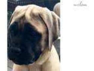 Mastiff Puppy for sale in Knoxville, TN, USA