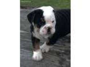 Olde English Bulldogge Puppy for sale in Dundee, OH, USA