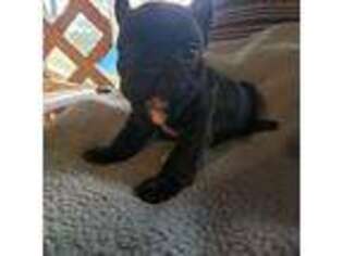 French Bulldog Puppy for sale in Warsaw, KY, USA