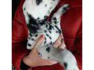 Dalmatian Puppy for sale in Lexington, NC, USA