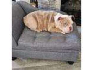 Bulldog Puppy for sale in Greensboro, NC, USA