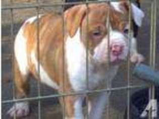 Alapaha Blue Blood Bulldog Puppy for sale in BAY POINT, CA, USA