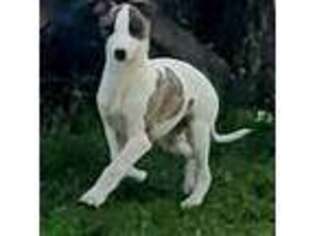 Whippet Puppy for sale in Roseburg, OR, USA