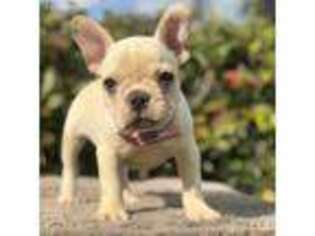 French Bulldog Puppy for sale in Pembroke Pines, FL, USA