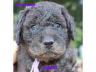 Labradoodle Puppy for sale in HURT, VA, USA