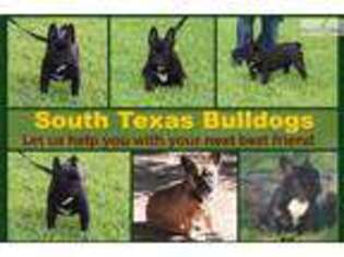 French Bulldog Puppy for sale in Edinburg, TX, USA