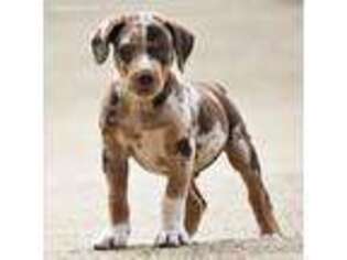 Catahoula Leopard Dog Puppy for sale in Unknown, , USA