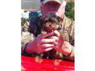 Yorkshire Terrier Puppy for sale in Williamsburg, OH, USA