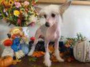 Chinese Crested Puppy for sale in Miami, OK, USA