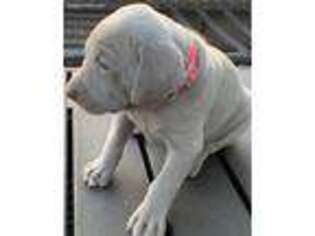 Weimaraner Puppy for sale in New Vienna, OH, USA