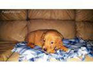 Golden Retriever Puppy for sale in Haverhill, MA, USA