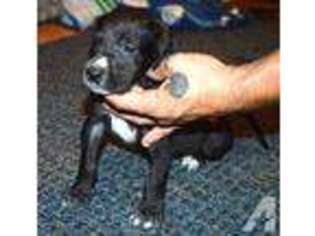 Great Dane Puppy for sale in POLAND, IN, USA